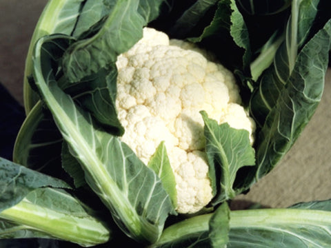 Merton Medium Early Cauliflower Seeds (Prices From)