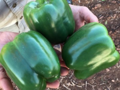 Momentum Sweet Blocky Red Pepper Seeds (Prices From)