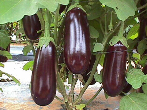 Napoli Oval - Purple/Black Eggplant Seeds