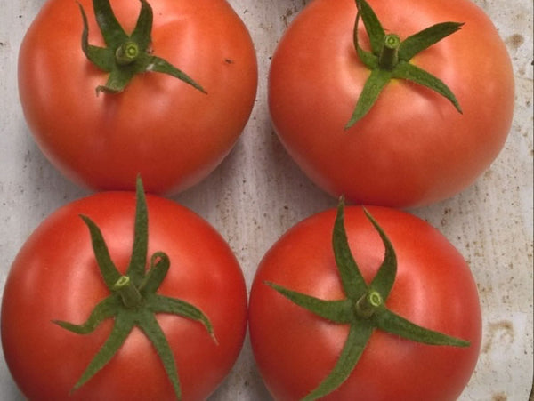 Nerine Indeterminate - Salad Tomato Seeds (Prices From)