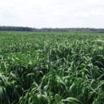 Oats Seeds 25kg