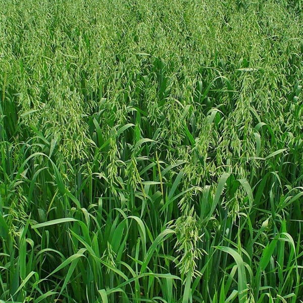Oats Seeds 25kg