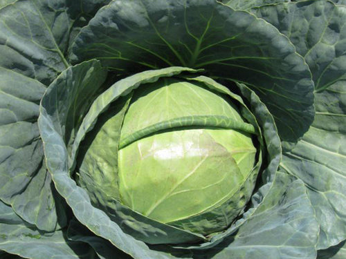 Optima White Round - Medium Cabbage Seeds (Prices From)