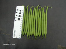 Paulista Bush Bean Seeds (Prices From)