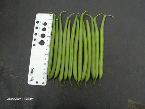 Paulista Bush Bean Seeds (Prices From)