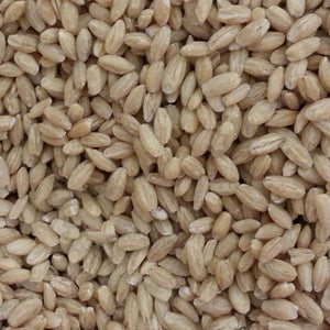 Barley Seeds 25kg