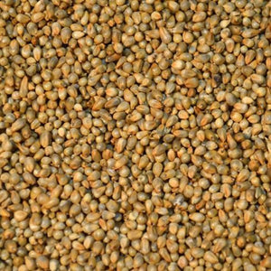 Babala Seeds/ Pearl Millet 25kg