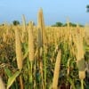 Babala Seeds/ Pearl Millet 25kg