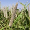 Babala Seeds/ Pearl Millet 25kg