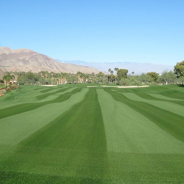 Rye Grass: Perennial - 25kg