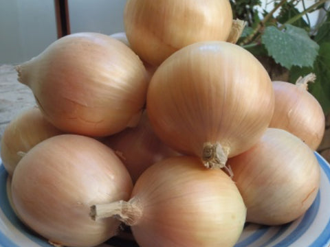 Perez Intermediate Onion Seeds (Prices From)