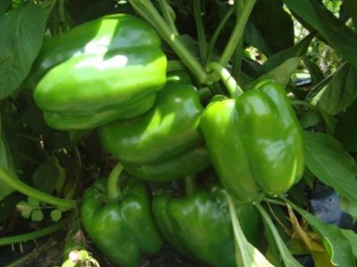 Plato Sweet Blocky Red Pepper Seeds 1000s