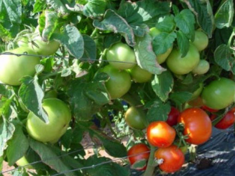 Rodade Determinate Salad Tomato (Prices From)