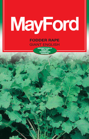 Giant English Rape Seeds (Prices From)