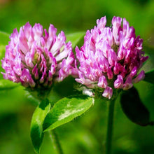 Red Clover - 1kg