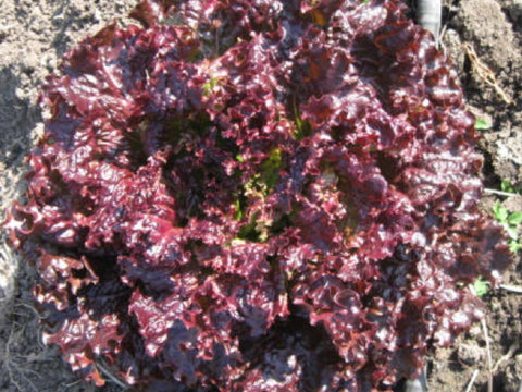 Scarlet Red Batavia Lettuce Seeds (Prices From)