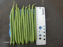 Salamanca Runner Beans (5000 seeds)