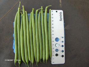 Salamanca Runner Beans (5000 seeds)