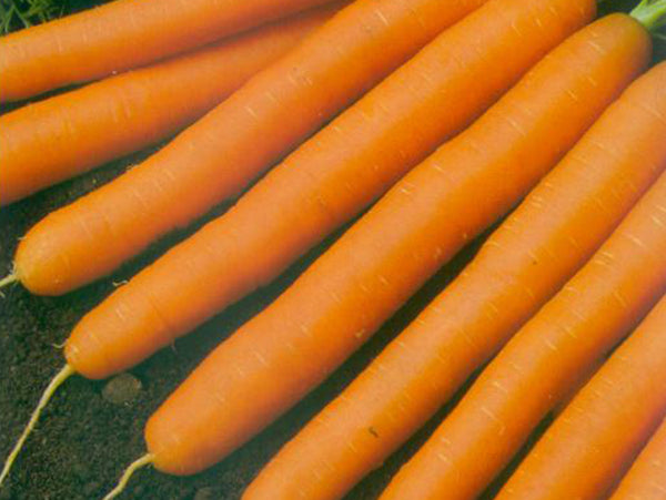 Scarlet Nantes Carrot (Prices From)