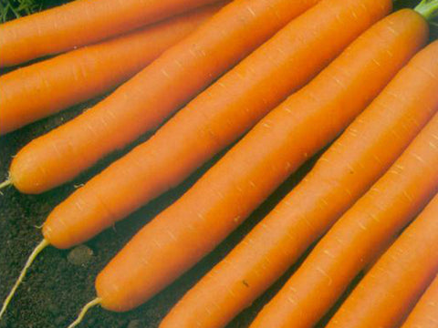 Scarlet Nantes Carrot (Prices From)