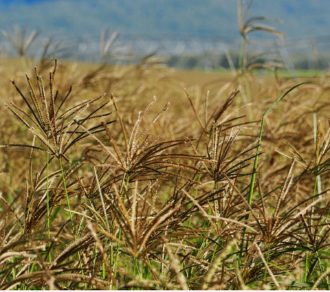 Rhodesgrass - Katambora (Coated) 20kg
