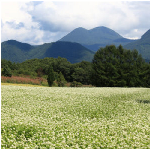 Buckwheat seeds 25kg