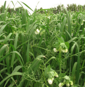 Forage Peas Seeds 25kg