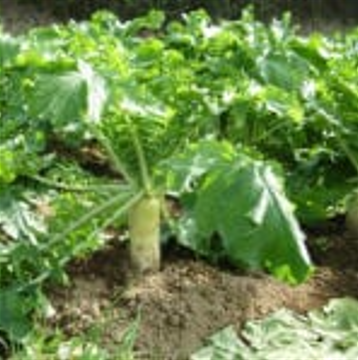 Jap Radish Seeds - Nooitgedacht 1kg