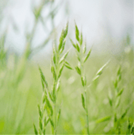 Special Pasture Mix 25kg
