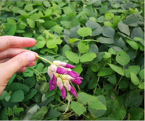 Velvet Bean Seeds 25kg