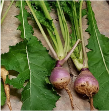 Turnips (Mammoth Purple top) Seeds 1kg