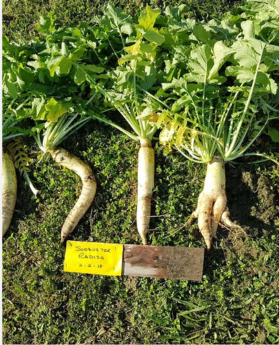 Tillage Radish Seeds (Sodbuster) 1kg