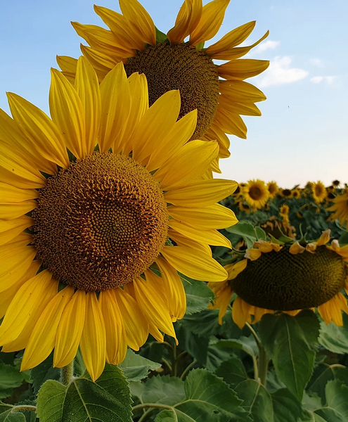 Sunflower Seeds (Open Polinated) 25kg