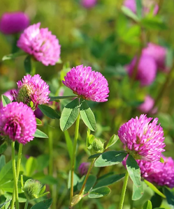 Red Clover - 1kg