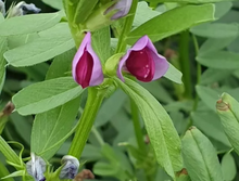 Common Vetch Seeds  25kg