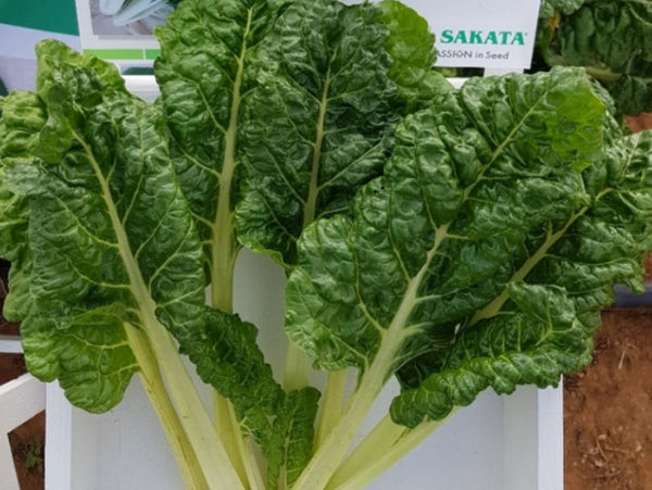 Silverado White Stem Swiss Chard Seeds (Prices From)