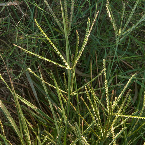 Smutsfinger grass - Irene (Coated) 20kg