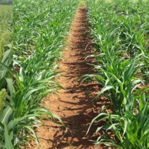 Grain Sorghum Seeds (Open Polinated) 25kg
