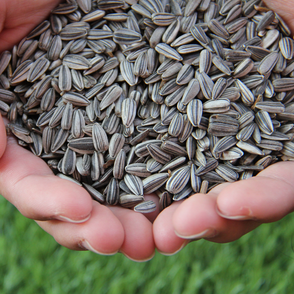 Sunflower Seeds (Open Polinated) 25kg