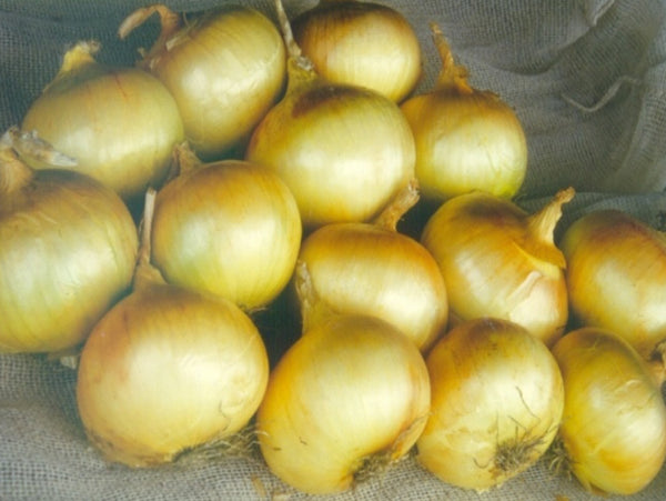 Texas Grano Short Day Onion Seeds (Prices From)