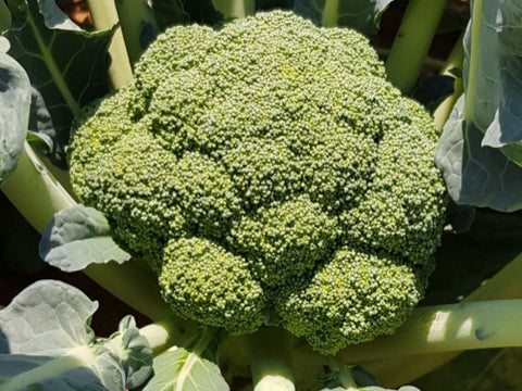 Triton Broccoli Seeds (Prices From)