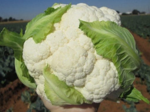 Twister Medium Early Cauliflower Seeds (Prices From)