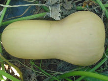 Waltham Butternut Squash Seeds (Prices From)