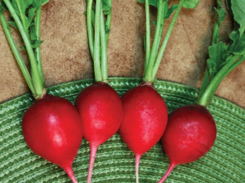 Winner F1 Hybrid Radish Seeds (1000 seeds)