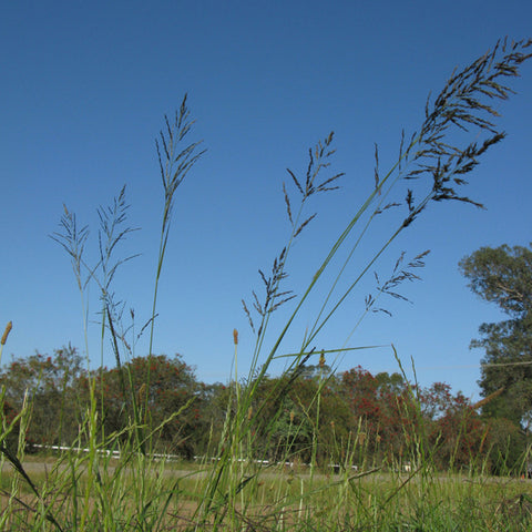 Oulandsgras/Lovegrass - Eragrostis curvula (Ermelo) - Coated 25kg