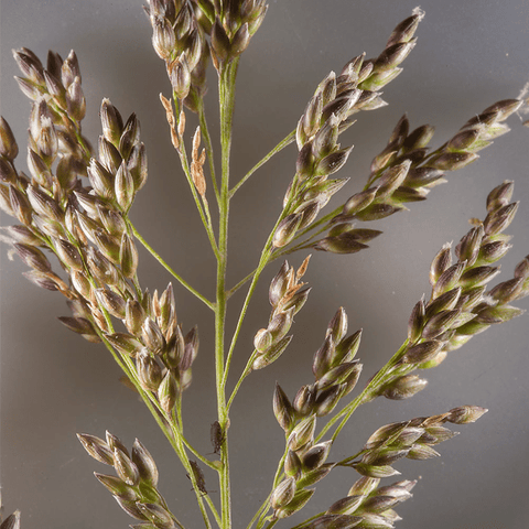 White Buffalo / Guinea Grass - (Coated) 20kg