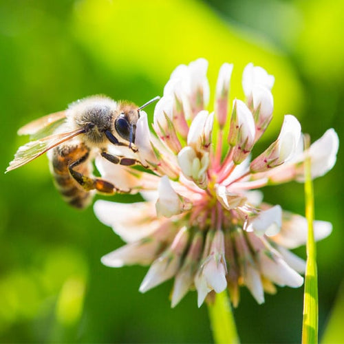 White Clover Seeds - 1kg