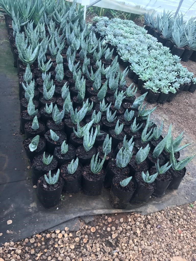 Virgin Planter Bags (Gladstone - 7 holes) (1000)