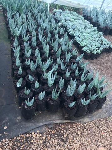 Virgin Planter Bags (Gladstone - 7 holes) (1000)