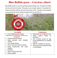 Blue Buffalo Grass Seeds (Coated ) 20kg